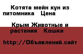 Котята мейн-кун из питомника › Цена ­ 20 000 - Крым Животные и растения » Кошки   